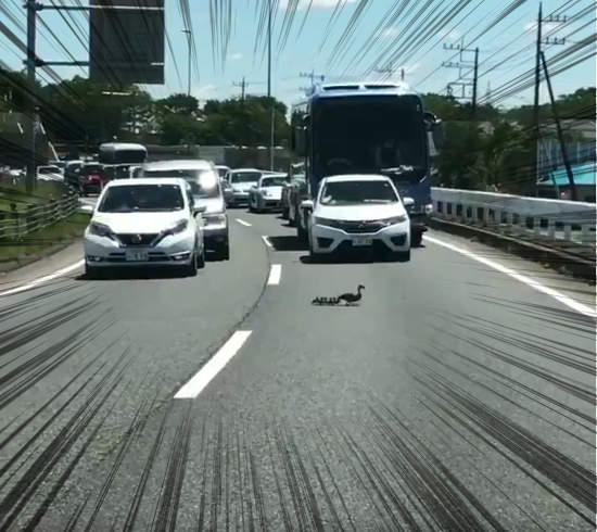 《最可愛的塞車理由》無法前進卻還是讓駕駛甘願等待的暖心畫面引發瘋傳 《最可愛的塞車理由》無法前進卻還是讓駕駛甘願等待的暖心畫面引發瘋傳