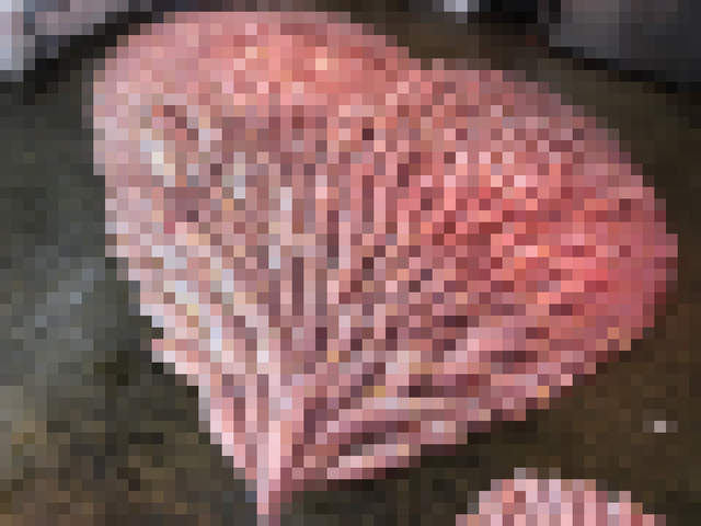 《魚市場過情人節》這樣表達愛意應該會把人嚇跑吧...(⊙＿⊙)