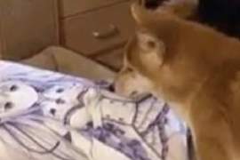 身體真的很誠實 當《單身狗看到正妹抱枕》的反應真的很渴望阿XD 身體真的很誠實 當《單身狗看到正妹抱枕》的反應真的很渴望阿XD