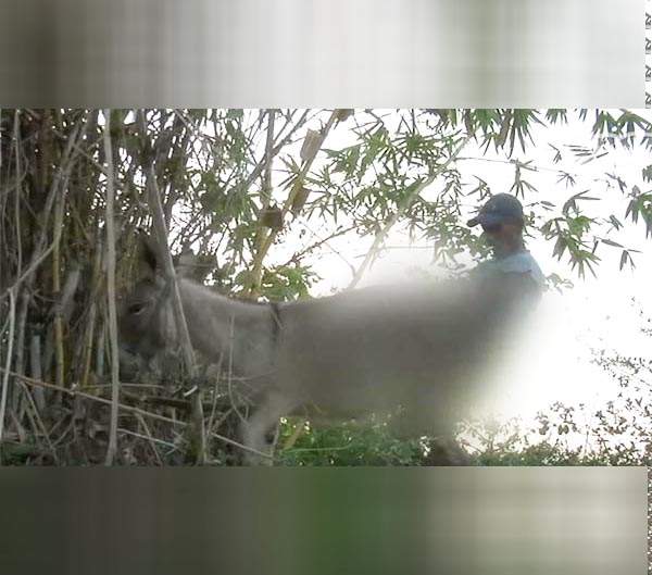 《破處小母驢》這是一個關於哥倫比亞當地跟驢子啪啪啪的一個傳統...