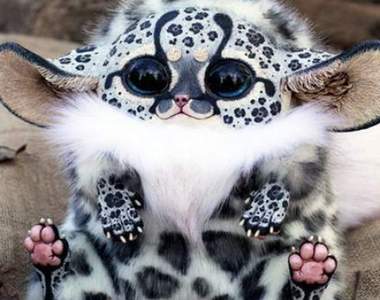 多看一眼才能確定的《混淆動物》原來寵物界也有Cosplay? 多看一眼才能確定的《混淆動物》原來寵物界也有Cosplay?