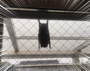 陽台驚見《蝙蝠避難中》日本關西暴雨成災動物們紛紛避難 陽台驚見《蝙蝠避難中》日本關西暴雨成災動物們紛紛避難