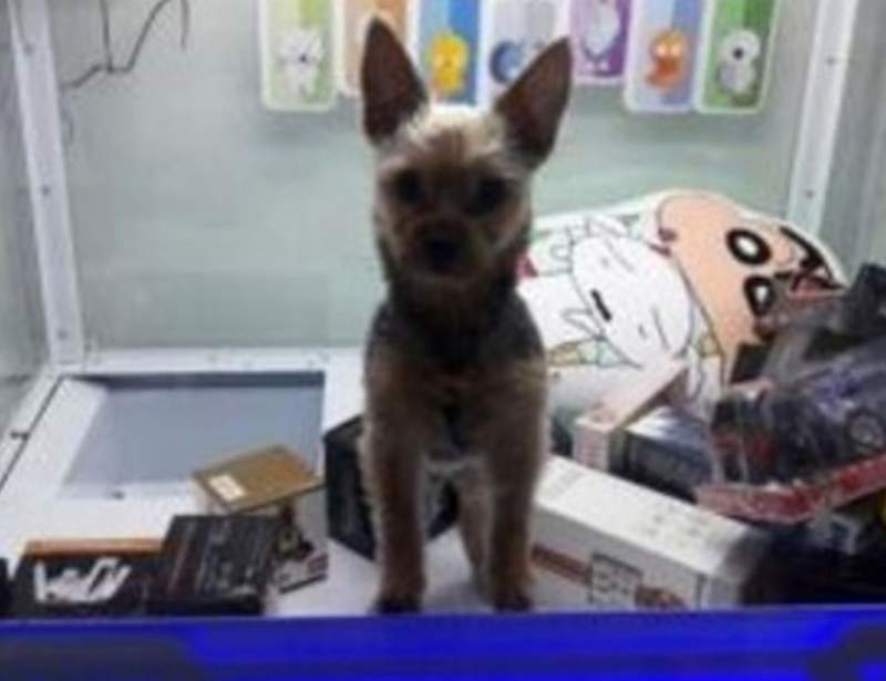 社群炎上事件《夾娃娃機內的狗》飼主出面道歉說不是故意的...