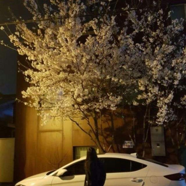結局超展開《櫻花樹下的P圖》惡搞到最後竟出現意想不到的人 - 圖片1 結局超展開《櫻花樹下的P圖》惡搞到最後竟出現意想不到的人 - 圖片1