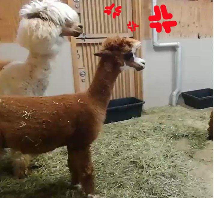 《草泥馬打架》簡單來講就是把對方的頭壓下去就贏了? 《草泥馬打架》簡單來講就是把對方的頭壓下去就贏了?