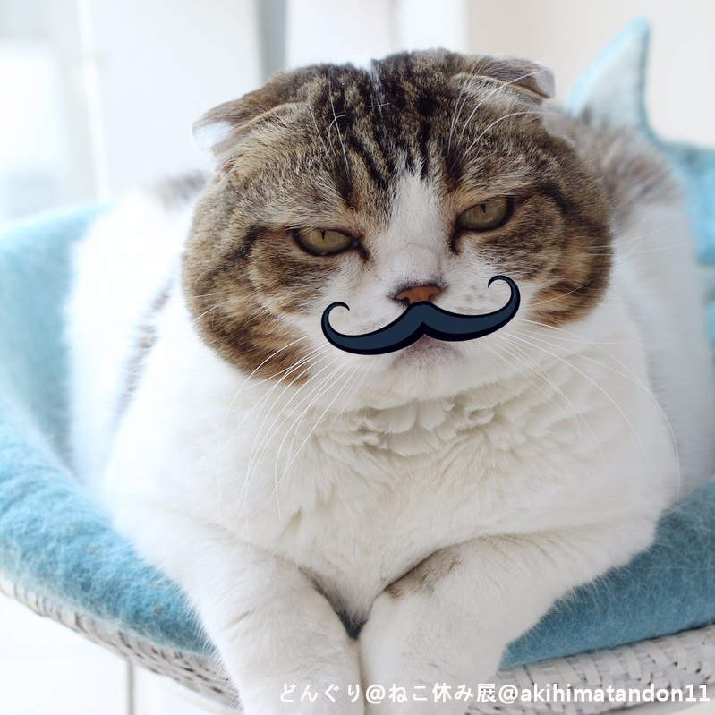 《貓咪裝上假鬍子的結果》原本調皮的孩子瞬間變穩重紳士( ˘灬˙ )