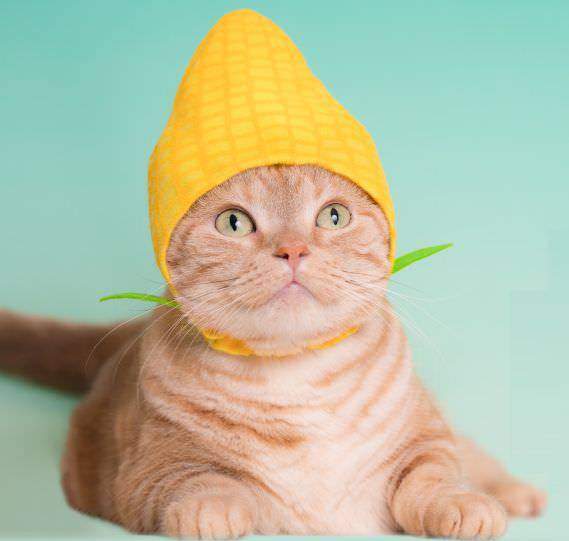 大人氣貓咪頭套最新作《貓野菜》喵又難逃主人們的騷擾惹... 大人氣貓咪頭套最新作《貓野菜》喵又難逃主人們的騷擾惹...