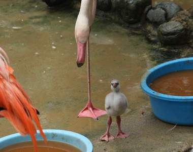 《練習單腳站立的小紅鶴》動物園捕捉到的超可愛瞬間引發瘋傳❤ 《練習單腳站立的小紅鶴》動物園捕捉到的超可愛瞬間引發瘋傳❤