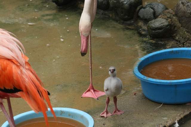 《練習單腳站立的小紅鶴》動物園捕捉到的超可愛瞬間引發瘋傳❤ 《練習單腳站立的小紅鶴》動物園捕捉到的超可愛瞬間引發瘋傳❤