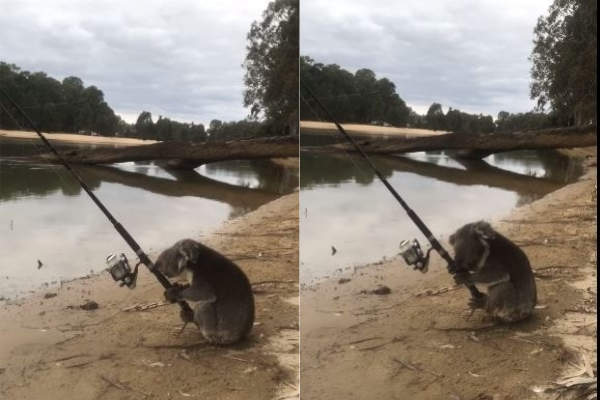 澳洲才看得到的奇景(?)《會釣魚的無尾熊》比人類還會釣阿....