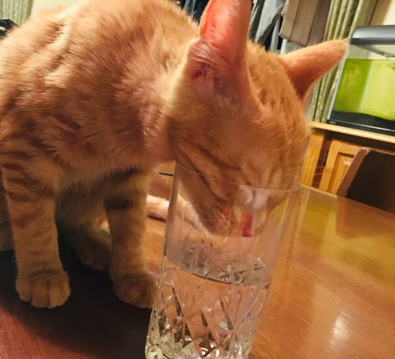 《寵物的特技睡姿》越危險越難睡的地方越是難敵睡魔的襲擊...ww