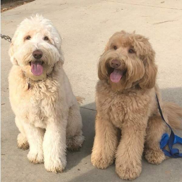 讓飼主嚇到的《遛狗認親事件》散步散一散就遇上失散多年的狗親人 讓飼主嚇到的《遛狗認親事件》散步散一散就遇上失散多年的狗親人