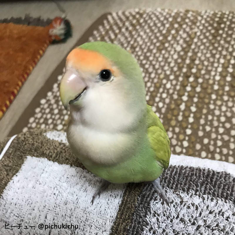 《鸚鵡太有節奏感的困擾》音樂一放就會跟上節奏搖頭的趴體體質♪