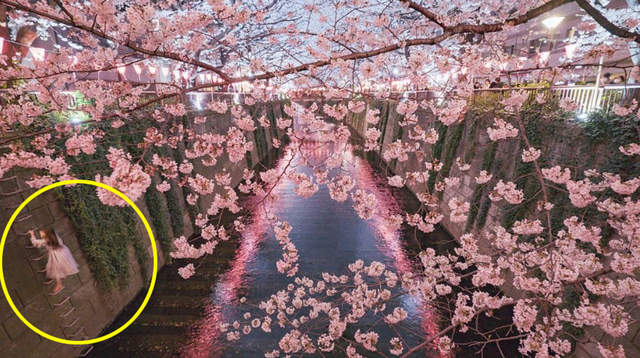 爆笑珍事件《櫻花女神降臨目黑川》賞櫻竟意外拍到女神身影！？
