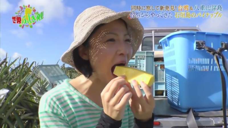 沖繩觀光歷史課《台灣移民建立鳳梨產業》了解這段故事石垣島更好玩…… 沖繩觀光歷史課《台灣移民建立鳳梨產業》了解這段故事石垣島更好玩……