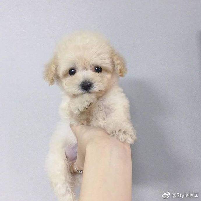 《一隻手可以掌握的狗狗》今天你想掌握哪一隻呢(´,,•ω•,,)♡ 《一隻手可以掌握的狗狗》今天你想掌握哪一隻呢(´,,•ω•,,)♡