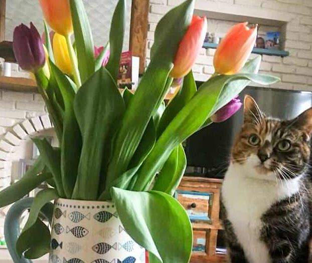 萌照變遺照《貓咪偷吃鬱金香中毒》養貓的飼主請注意這些花....