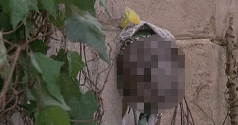 不是恐怖電影的《恐怖電影片單》給小孩看這些真的好嗎（抖）