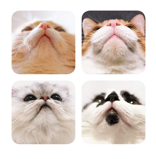 《貓嘴寫真集》喵身上也太多讓人愛慘慘的部位惹吧❤(=^・ω・^=) 《貓嘴寫真集》喵身上也太多讓人愛慘慘的部位惹吧❤(=^・ω・^=)