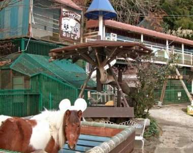 年賠500萬《全日本最荒涼的動物園》動物都是曾被遺棄,收養來的 年賠500萬《全日本最荒涼的動物園》動物都是曾被遺棄,收養來的