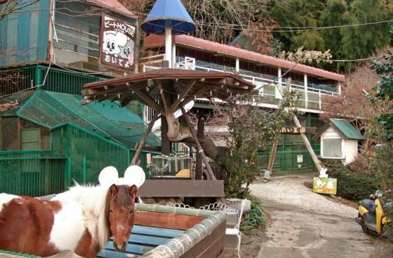年賠500萬《全日本最荒涼的動物園》動物都是曾被遺棄,收養來的 年賠500萬《全日本最荒涼的動物園》動物都是曾被遺棄,收養來的