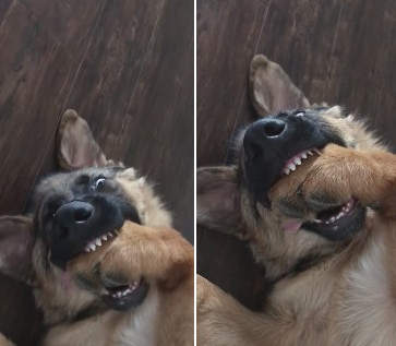 《咬手手的牧羊犬》幹嘛吵醒我吃大餐的美夢呢