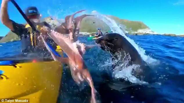 ㄘ我章魚啦《被海豹用章魚打臉》你是對人家做了什麼... ㄘ我章魚啦《被海豹用章魚打臉》你是對人家做了什麼...