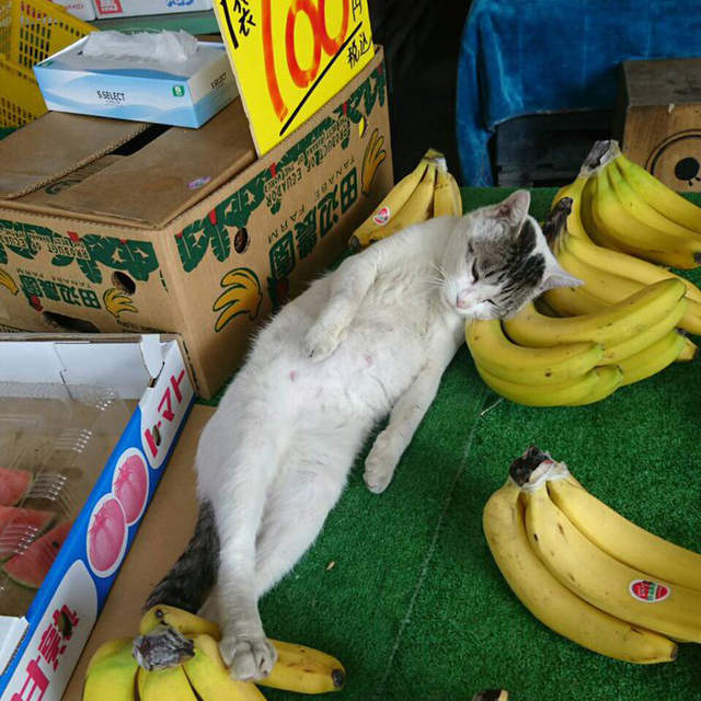睡相超療癒的《蔬果店店貓》老闆請問買香蕉有送貓嗎？