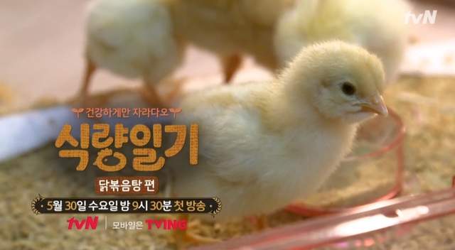 新韓綜《食糧日記》小雞可愛但最後卻要吃掉 有點殘忍卻有意義的話題