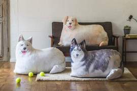 療癒又實用《大型犬抱枕》也是「棉被收納袋」哈士奇、黃金獵犬和薩摩耶幫你解決收納問題♡ 療癒又實用《大型犬抱枕》也是「棉被收納袋」哈士奇、黃金獵犬和薩摩耶幫你解決收納問題♡