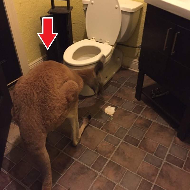 讓女友問號的《男友廁所物品》在廁所發現袋鼠是不是哪裡怪怪的 讓女友問號的《男友廁所物品》在廁所發現袋鼠是不是哪裡怪怪的