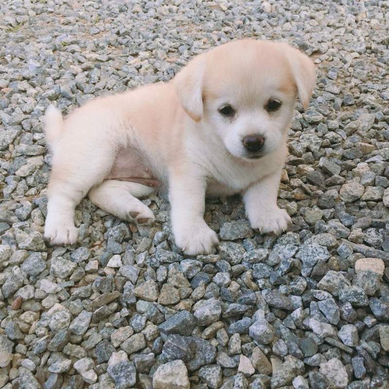 掉進河裡被救起《韓國流浪狗成為大明星》花式賣萌讓人不入狗派也難阿 掉進河裡被救起《韓國流浪狗成為大明星》花式賣萌讓人不入狗派也難阿