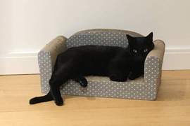 飼主曬《寵物沙發照》說寵物沙發會讓寶貝看起來像...人? 飼主曬《寵物沙發照》說寵物沙發會讓寶貝看起來像...人?