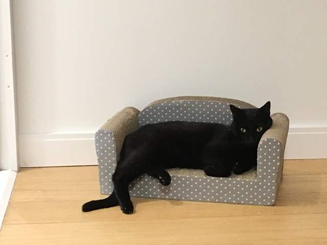 飼主曬《寵物沙發照》說寵物沙發會讓寶貝看起來像...人? 飼主曬《寵物沙發照》說寵物沙發會讓寶貝看起來像...人?