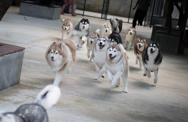 20隻的月月你OK嗎《哈士奇咖啡廳》邊喝邊看月月耍笨w