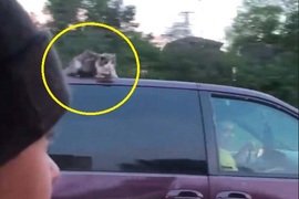 開車開一半發現《隔壁車頂上有貓》到底是怎麼出現在那裡的? 開車開一半發現《隔壁車頂上有貓》到底是怎麼出現在那裡的?