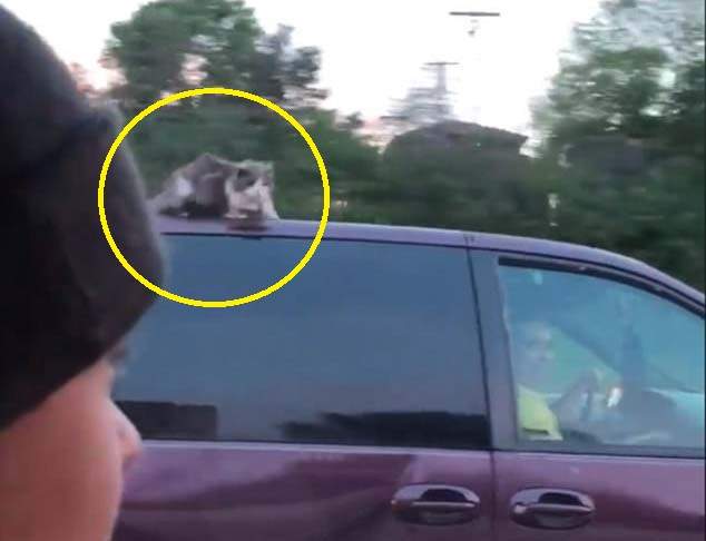 開車開一半發現《隔壁車頂上有貓》到底是怎麼出現在那裡的? 開車開一半發現《隔壁車頂上有貓》到底是怎麼出現在那裡的?