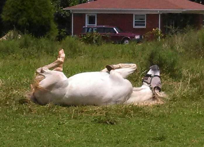 推友分享《我家笨到沒藥救的馬》大受歡迎 到底有多笨？