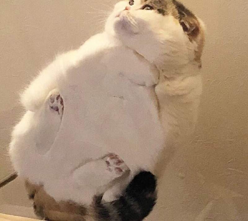 貓皇一出手便知有沒有《2018社群貓話題》每個月都被這些貓逗樂阿~ 貓皇一出手便知有沒有《2018社群貓話題》每個月都被這些貓逗樂阿~