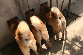 《島原三柴》的粉絲們注意~這三隻柴柴開設instagram啦~ 《島原三柴》的粉絲們注意~這三隻柴柴開設instagram啦~