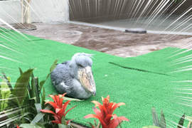 《動物園裡的珍奇畫面》運氣夠好才可能遇見的奇蹟瞬間 《動物園裡的珍奇畫面》運氣夠好才可能遇見的奇蹟瞬間