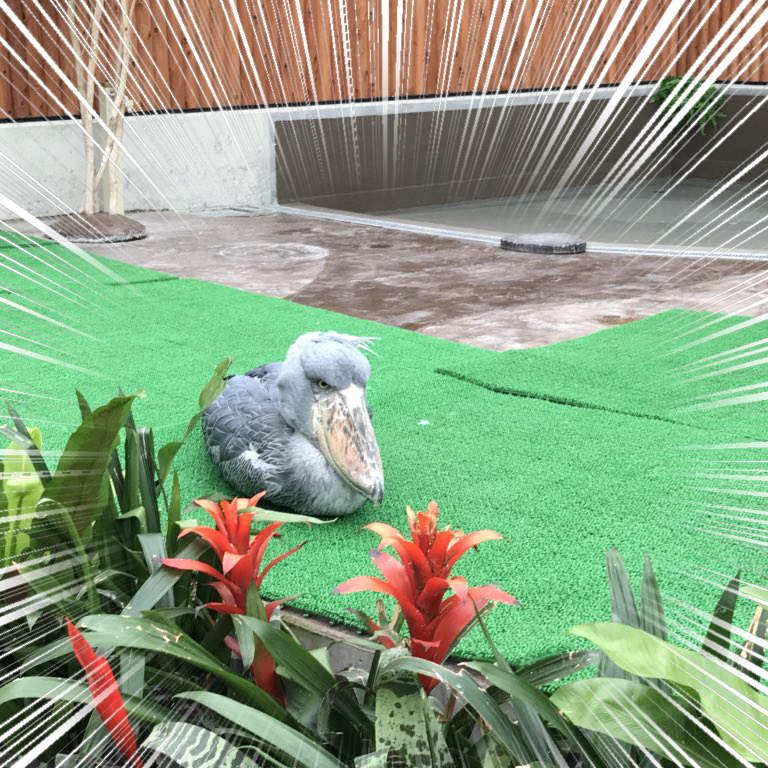 《動物園裡的珍奇畫面》運氣夠好才可能遇見的奇蹟瞬間 《動物園裡的珍奇畫面》運氣夠好才可能遇見的奇蹟瞬間