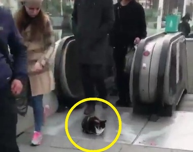 土耳其《就愛手扶梯的貓》人類安全問題不在他的管轄範圍 土耳其《就愛手扶梯的貓》人類安全問題不在他的管轄範圍