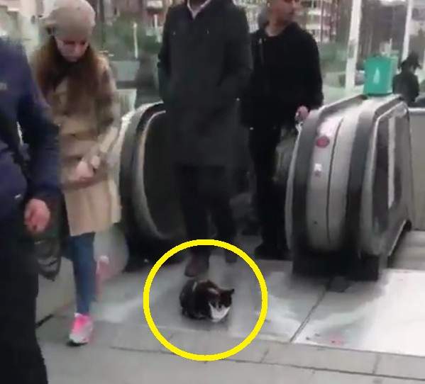 土耳其《就愛手扶梯的貓》人類安全問題不在他的管轄範圍 土耳其《就愛手扶梯的貓》人類安全問題不在他的管轄範圍