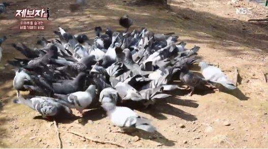 最瘋狂的鳥派《喜歡養鴿子的鄰居》捨不得他們在外面受難....