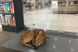 《流浪狗從書店偷書》但他選的書改變了他的命運Q Q 《流浪狗從書店偷書》但他選的書改變了他的命運Q Q