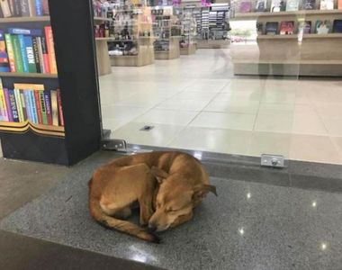 《流浪狗從書店偷書》但他選的書改變了他的命運Q Q 《流浪狗從書店偷書》但他選的書改變了他的命運Q Q