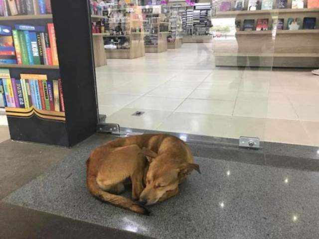 《流浪狗從書店偷書》但他選的書改變了他的命運Q Q 《流浪狗從書店偷書》但他選的書改變了他的命運Q Q