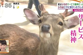 鹿仙貝都市傳說《奈良鹿不搶店家的原因》竟然是想討人類開心嗎…… 鹿仙貝都市傳說《奈良鹿不搶店家的原因》竟然是想討人類開心嗎……