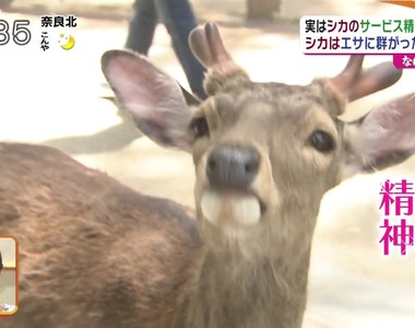 鹿仙貝都市傳說《奈良鹿不搶店家的原因》竟然是想討人類開心嗎…… 鹿仙貝都市傳說《奈良鹿不搶店家的原因》竟然是想討人類開心嗎……